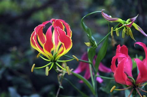 Flame Lily Flowers South Africa