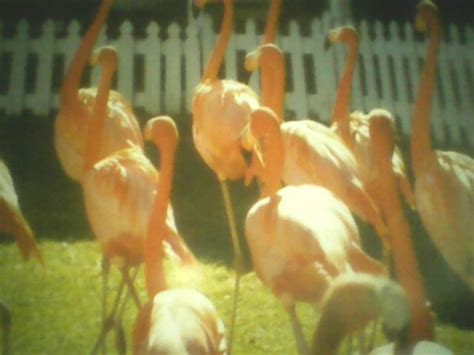 The Bahamas National Birdthe Pink Flamingo Awe Production Bahamas