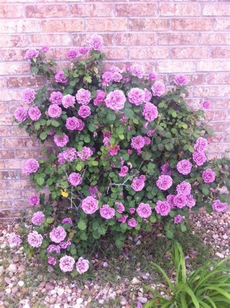 Lilac Purple Rose Bush ~ A Purple Puppy Garden I Approve This Notion