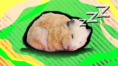 Do Hamsters Hibernate A Vet Nurse Explains Dodowell The Dodo