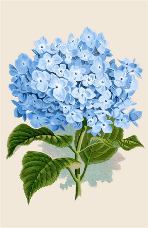 Blue Hydrangea Print Instant Art Botanical Prints Graphics Fairy