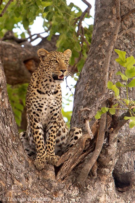 Outlook Beautiful Leopard In The Linyanti Area Botswana A Flickr