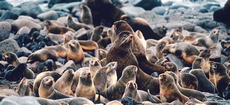 Northern Fur Seal | The Marine Mammal Center