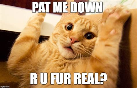 Scared Cat Imgflip