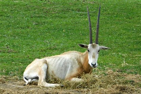 Aikman Wildlife Adventure | Jack | Flickr