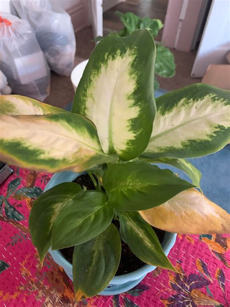 Check spelling or type a new query. Anyone know this plant? Got it from a nursery and it was ...