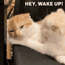 Wake Up Cat Gif