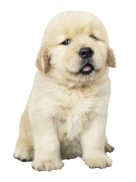 Golden Retriever PNG Transparent Images | PNG All