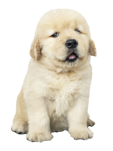 Golden Retriever Puppy Png Png All Png All