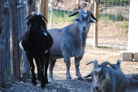 Rancho Doce Spanish Goats Goat Meat Goats