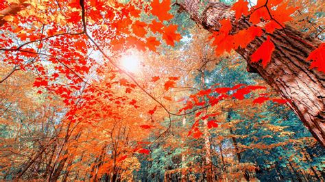 Autumn Aesthetic Wallpaper 1600x900 55972 Baltana