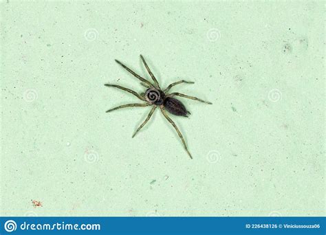 Small Prowling Spider Stock Photo Image Of Chelicerates 226438126