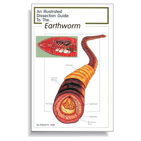 Earthworm Anatomy And Dissection Guide Biology Junction