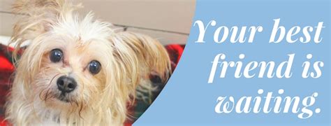 At humane fort wayne, we work tirelessly for the benefit of pets and the people who love them. How to Adopt - City of Fort Wayne