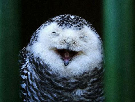 Funny Owls That Are Laughing 35 Pics