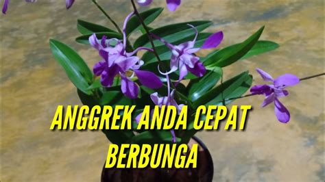 Cara Merawat Anggrek Agar Cepat Berbunga Youtube