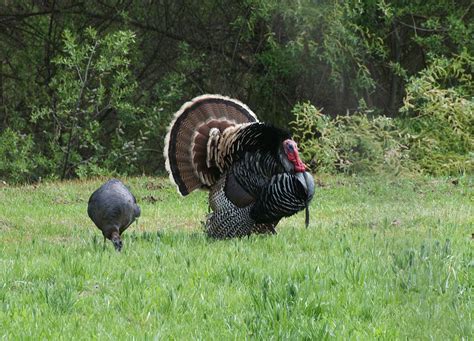 Alabama State Game Bird Wild Turkey State Game State Birds Wild