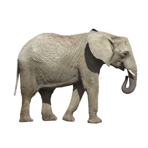Elefante Gris Grande Aislado En El Fondo Blanco Imagen De Archivo