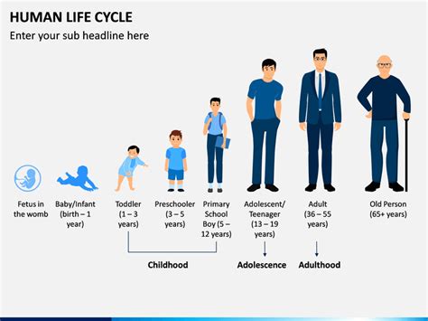 human life cycle maths notes teachmint