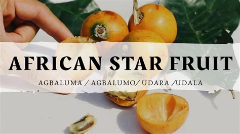 Agbalumo 10 Health Benefits Of The African Star Apple Udara