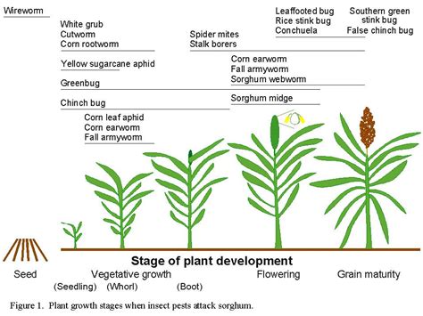 Figure 1 Insect Pests Of Sorghum