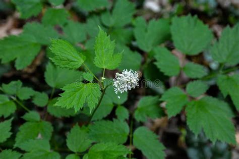 Eurasian Baneberry Actaea Spicata Stock Photo Image Of Seed