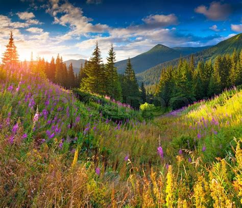 Beautiful Autumn Landscape In The Mountains With Pink Flowers Sunrise