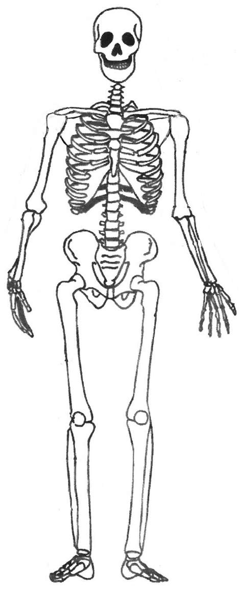 résultats de recherche d images pour puzzle squelette humain conceptual drawing halloween 6