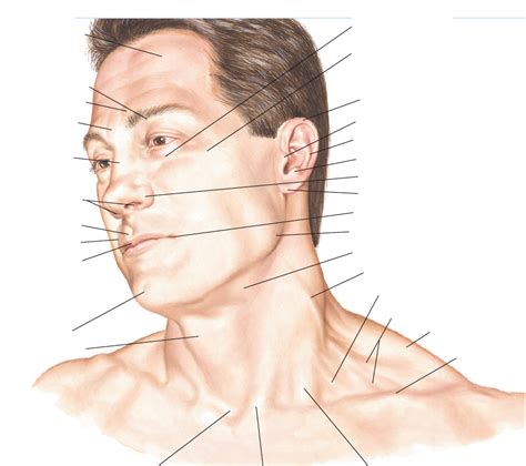 Surface Anatomy Face And Anterior Neck Diagram Quizlet