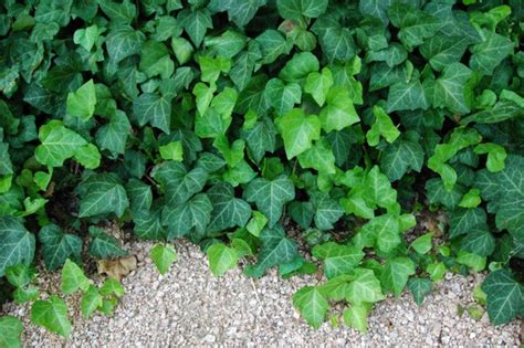 Cant Grow Grass In Your Shady Yard Try These Pretty Ground Covers