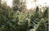 Photos of How Many Marijuana Plants Can I Grow In Colorado