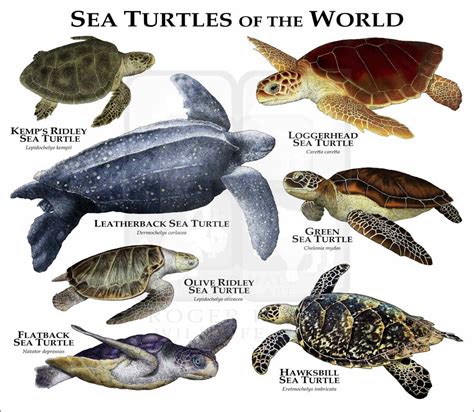 There Are 6 Types Of Sea Turtles Found In The United States Nature