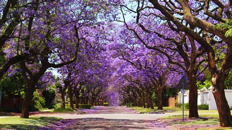 15 Trees That Bloom With Gorgeous Purple Flowers