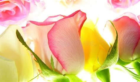 Pink Rose Stock Photo Image Of Pink Aroma Detail Macro 2996794