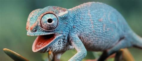 How Do Chameleons Change Color Doctor Animal