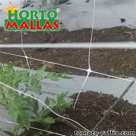Effects Of Tomato Raffia Twine Trellis Netting And Tomato Net On