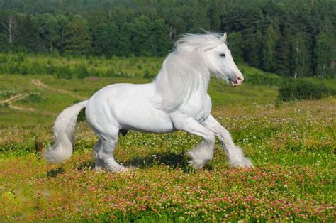 White Horse Wallpaper Most Beautiful Horses Pretty Horses Animals