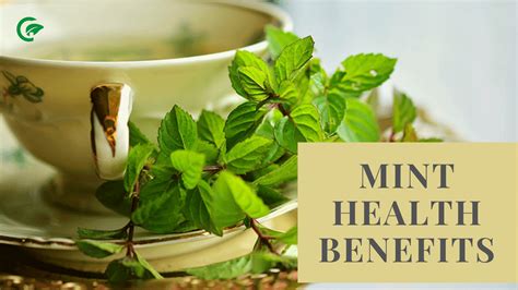 15 Mint Health Benefits Peppermint Garden Infograph