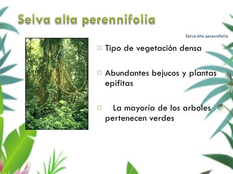 Selva Alta Perennifolia