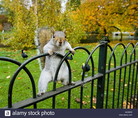 Check spelling or type a new query. Grauhörnchen in St James Park London UK Stockfoto, Bild ...