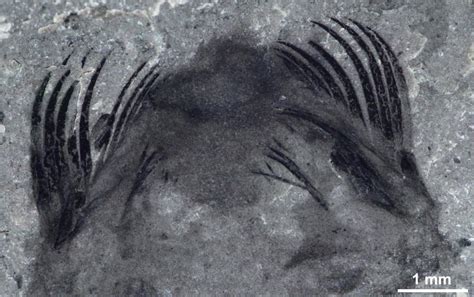 Ancient Spine Headed Marine Worm Fossil Identified In