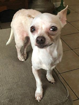 Adopting a cat is a big decision. East Hartford, CT - Chihuahua. Meet Snow- 11/15 a Pet for ...