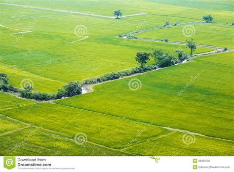 Green Rice Fields In Thailand Stock Photo Image Of Fertility Harvest