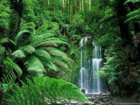 Rainbow Tropical Rainforest Waterfalls Hd For Wallpapers Desktop