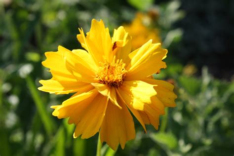 Download Golden Yellow Coreopsis Flower with Frilly Petals Picture | Free Photograph | Photos Public Domain