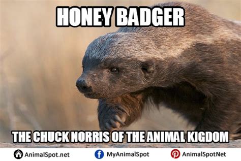 Honey Badger Meme Meaning And History