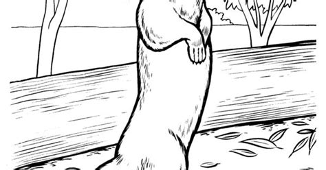 Download Mongoose drawing and coloring page | animals- coloring pages | Pinterest | Mongoose, Sunday ...