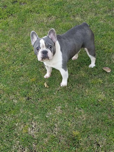 Click french bulldog breed standard to read about which characteristics are desirable, and which are considered disqualifications in our breed. French bulldog puppies Los Angeles CA For Sale | French ...