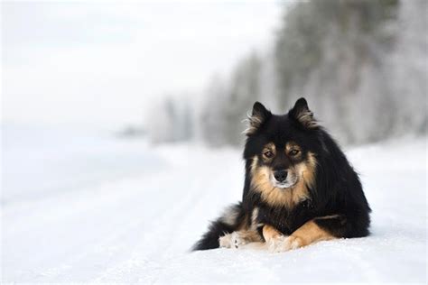 Finnish Lapphund Dog Breed Information