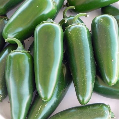 Peppers, early jalapeno, organic, garden plant. Jalapeno M Hot Pepper Plants for Sale | Free Shipping
